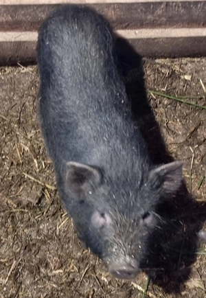 Vand 5 purcei - imagine 3