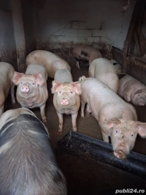 vand porci - imagine 4