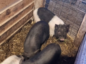 Vand 5 purcei - imagine 4