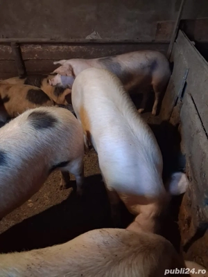 vand porci - imagine 5