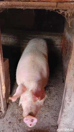 vând purcea gestanta rasa marele alb 300kg - imagine 2