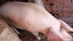 vând purcea gestanta rasa marele alb 300kg