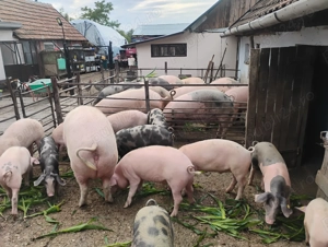 Vând porcii marele alb cu petrean  - imagine 2