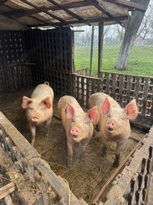Vând porci de rasă bună  - imagine 2