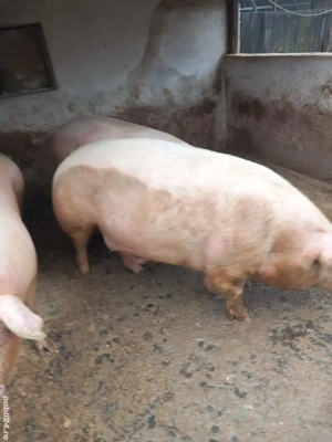 vand porci de la 100 la 300 kg