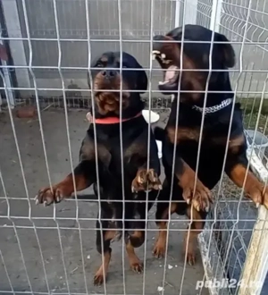 Vand femela Rottweiler  - imagine 2
