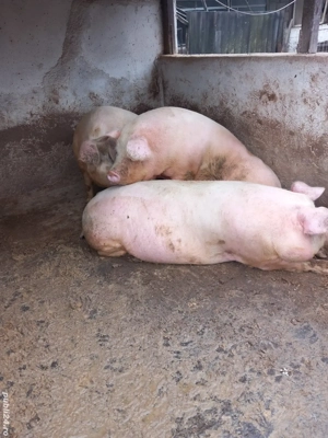 vand porci de la 100 la 300 kg - imagine 4