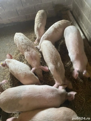 Grasuni de vanzare  - imagine 3