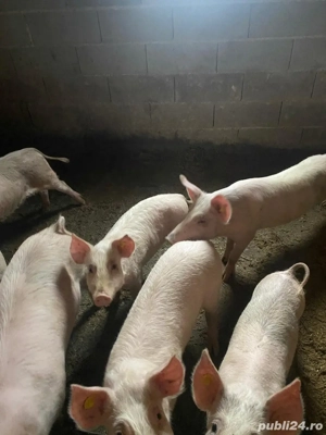 Grasuni de vanzare  - imagine 2