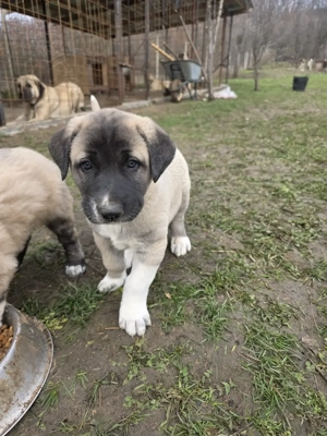 Pui kangal original de vanzare - imagine 2