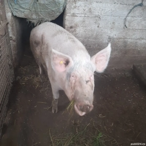 De vânzare  - imagine 2