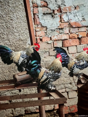 cocoși mii de flori  - imagine 2