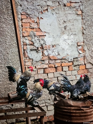 cocoși mii de flori 