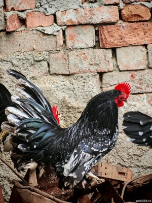 cocoși mii de flori  - imagine 3