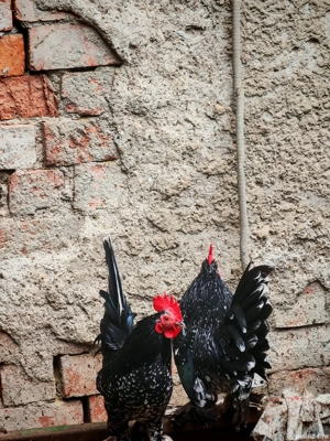 cocoși mii de flori  - imagine 5