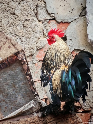 cocoși mii de flori  - imagine 4