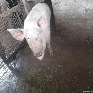 De vânzare  - imagine 3