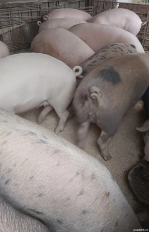 vand porci 100-200kg - imagine 2