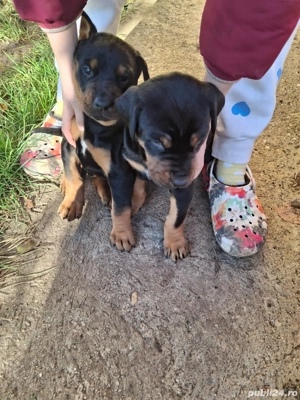 Catelusi dobermann 2 masculi - imagine 3