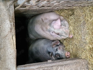 Vand porc crescut bio - imagine 4