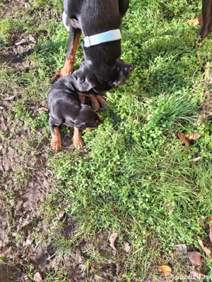 Catelusi dobermann 2 masculi - imagine 5