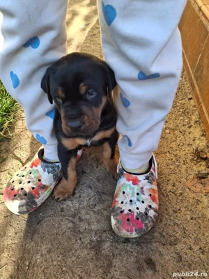 Catelusi dobermann 2 masculi - imagine 4