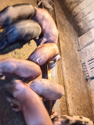 Șoldănei frumoși disponibili  - imagine 2