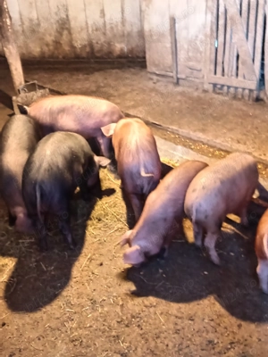 Șoldănei frumoși disponibili  - imagine 5