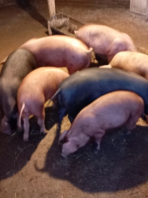 Șoldănei frumoși disponibili  - imagine 4