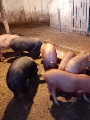 Șoldănei frumoși disponibili  - imagine 3