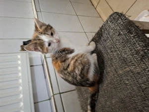 Pisicuta cauta stapan