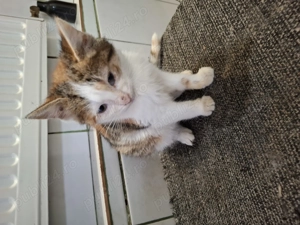 Pisicuta cauta stapan - imagine 2