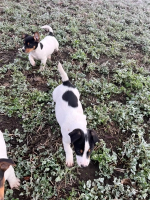 Pui Jack Russell Terrier de 2 luni  - imagine 3