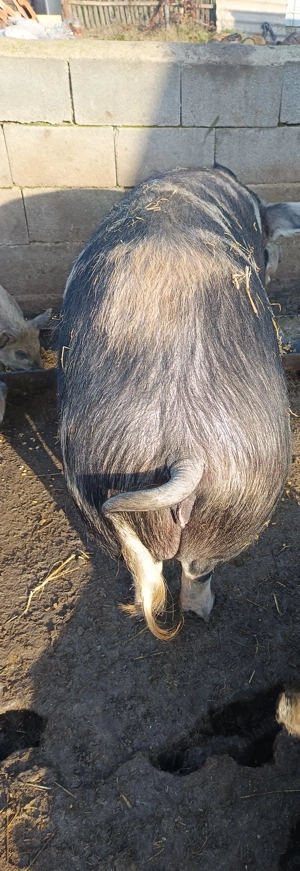 Purcea de vânzare  - imagine 2