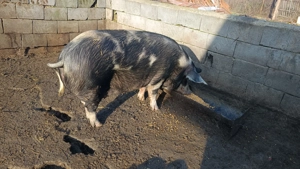 Purcea de vânzare  - imagine 3