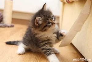 siberiana de padure fetita si baietel - imagine 2