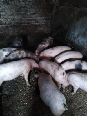 Grasuni 12 saptamani de vanzare, 320 de lei 