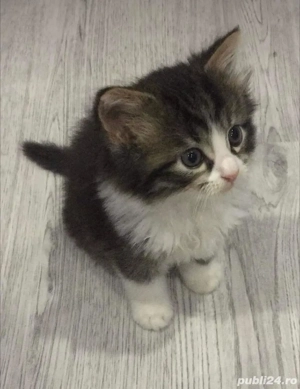 siberiana de padure fetita si baietel - imagine 3