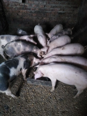 Grasuni 30-35 kg vanzare, 320 de lei  - imagine 3