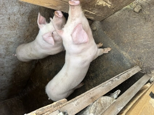 Vând porci landrace  - imagine 4