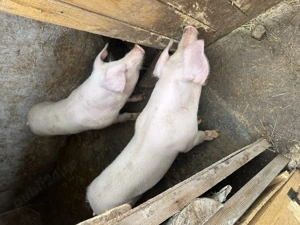 Vând porci landrace 