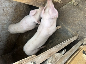 Vând porci landrace  - imagine 2