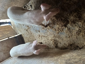 Vând porci landrace  - imagine 5