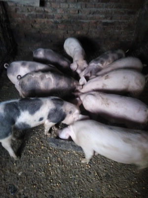 Grasuni 30-35 kg vanzare, 320 de lei  - imagine 4