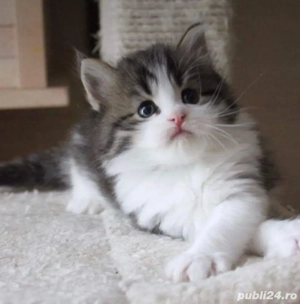 siberiana de padure - imagine 2