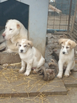 Vând caței de Asia Centrală  - imagine 3