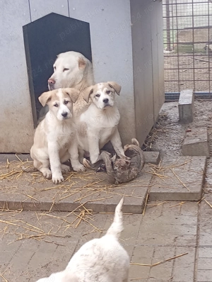 Vând caței de Asia Centrală  - imagine 4