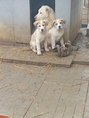 Vând caței de Asia Centrală  - imagine 2