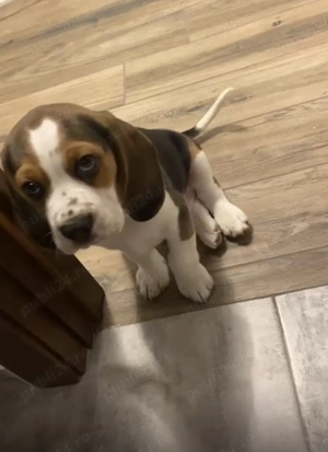 Beagle tricolor baietel