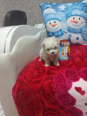 Bichon talie foarte mică 